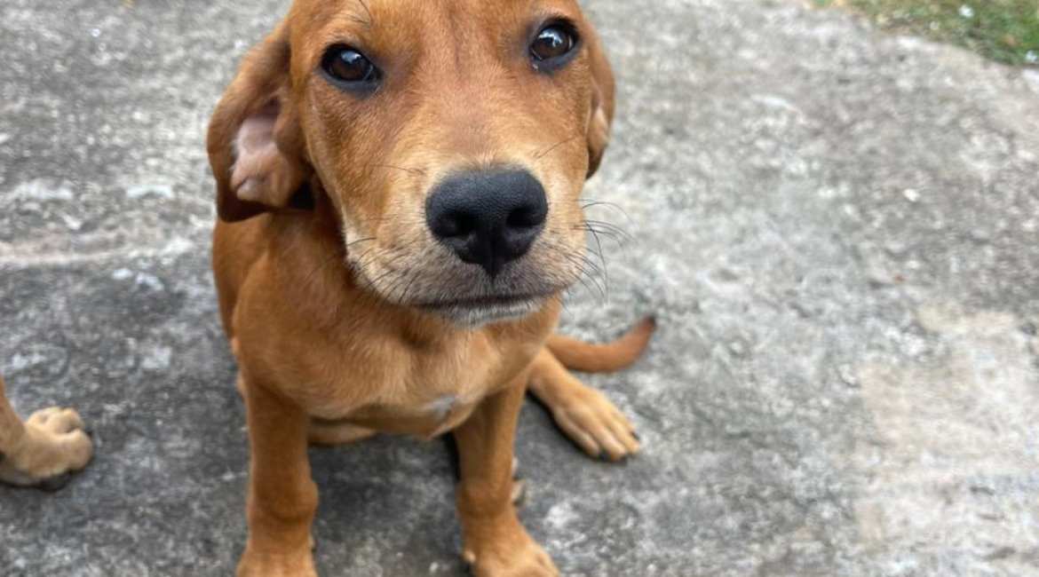 Chiens à adopter